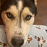 dog, husky, blue_eyes, close_up, face, pet, animal, indoor, floor, pajamas, cartoon, pattern, resting, looking, fur, black_and_white, nose, ears, cute, companion