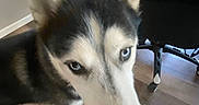 Savage joined the competition — help win amazing prizes! dog, siberian_husky, blue_eyes, indoor, wooden_floor, chair, desk, pet, canine, fur, ears, close_up, animal, household, flooring, looking, black, white, gray, curious