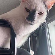 Fiji is registered to the contest to win money with this photo: cat, white_cat, black_markings, indoor, chair, pet, animal, feline, looking_down, ears, whiskers, fur, window_light, curious, closeup, portrait, black_chair, domestic_cat, resting, home
