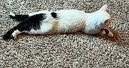 Fiji joined the competition — help win amazing prizes! cat, animal, pet, feline, black_and_white, carpet, indoor, resting, lying_down, fur, whiskers, ears, tail, relaxed, texture, home, floor, domestic, cute, sleepy