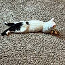 cat, animal, pet, feline, black_and_white, carpet, indoor, resting, lying_down, fur, whiskers, ears, tail, relaxed, texture, home, floor, domestic, cute, sleepy