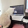Fiji is registered to the contest to win money with this photo: cat, white_cat, black_tail, laptop, keyboard, desk, monitor, papers, indoor, technology, pet, workspace, computer_screen, office, feline, curious, sitting, home_office, technology_use, animal