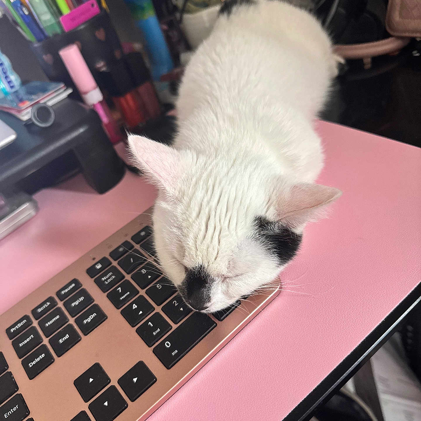 Fiji joined the competition — help win amazing prizes! cat, white_cat, black_spot, sleeping, keyboard, laptop, desk, pink_desk, pens, stationery, workstation, indoor, pet, closeup, resting, feline, cute, domestic_animal, technology, office