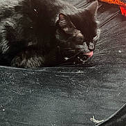 Sagira is registered to the contest to win money with this photo: cat, black_cat, licking, resting, fabric, blanket, knitted_blanket, furry, pet, animal, indoor, cozy, sleepy, whiskers, ears, paw, black_fur, close_up, soft, cute