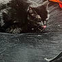cat, black_cat, licking, resting, fabric, blanket, knitted_blanket, furry, pet, animal, indoor, cozy, sleepy, whiskers, ears, paw, black_fur, close_up, soft, cute