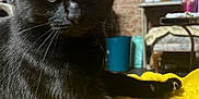 Sagira is registered to the contest to win money with this photo: black_cat, cat, feline, pet, indoor, yellow_blanket, fuzzy_blanket, cozy, fur, whiskers, animal, curious, relaxed, home, furniture, brick_wall, table, chair, domestic, close_up