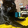 black_cat, cat, feline, pet, indoor, yellow_blanket, fuzzy_blanket, cozy, fur, whiskers, animal, curious, relaxed, home, furniture, brick_wall, table, chair, domestic, close_up
