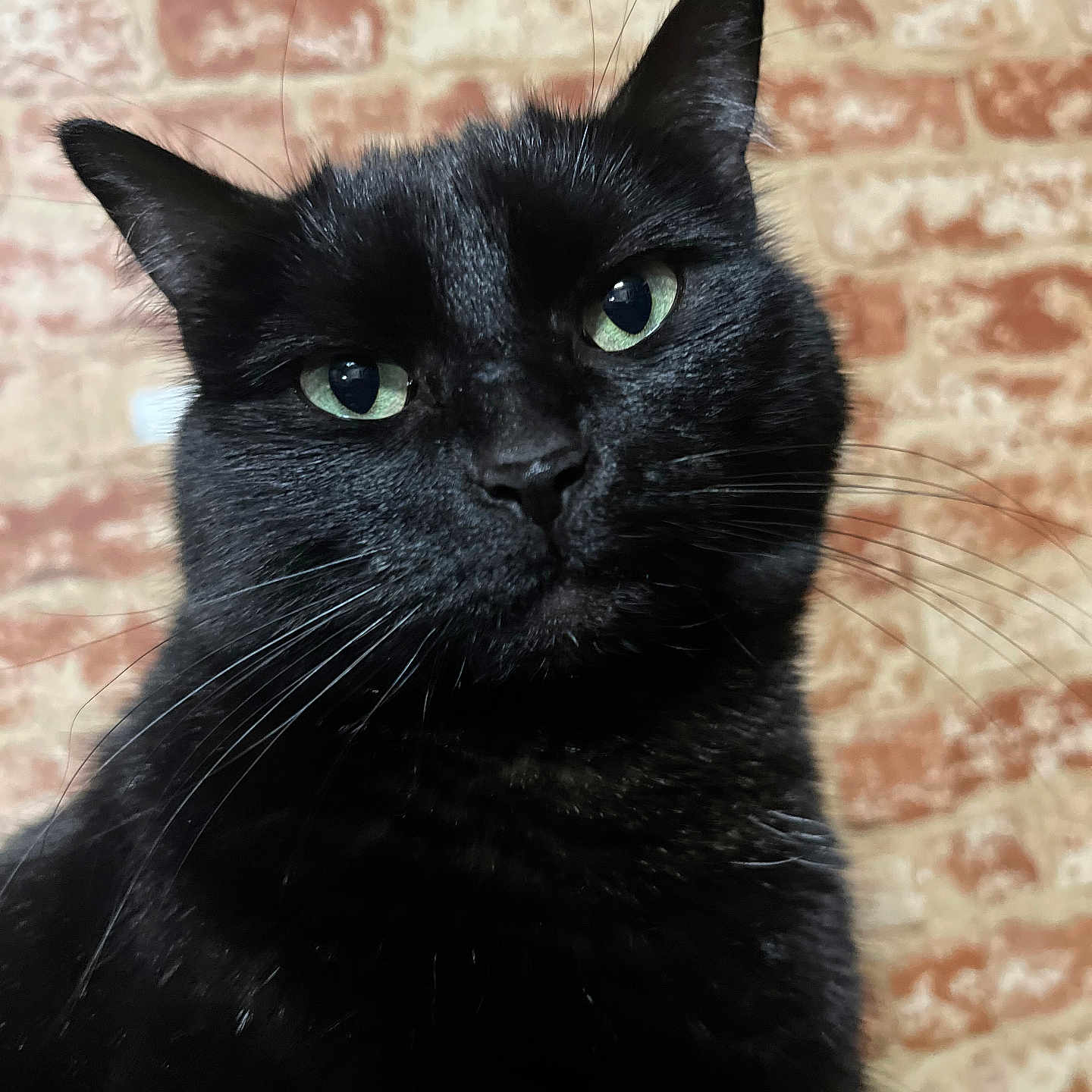 Sagira joined the competition — help win amazing prizes! animal, black_cat, brick_wall, cat, close_up, cute, domestic_cat, ears, face, feline, fur, green_eyes, head, indoor, looking_at_camera, mammal, pet, portrait, texture, whiskers