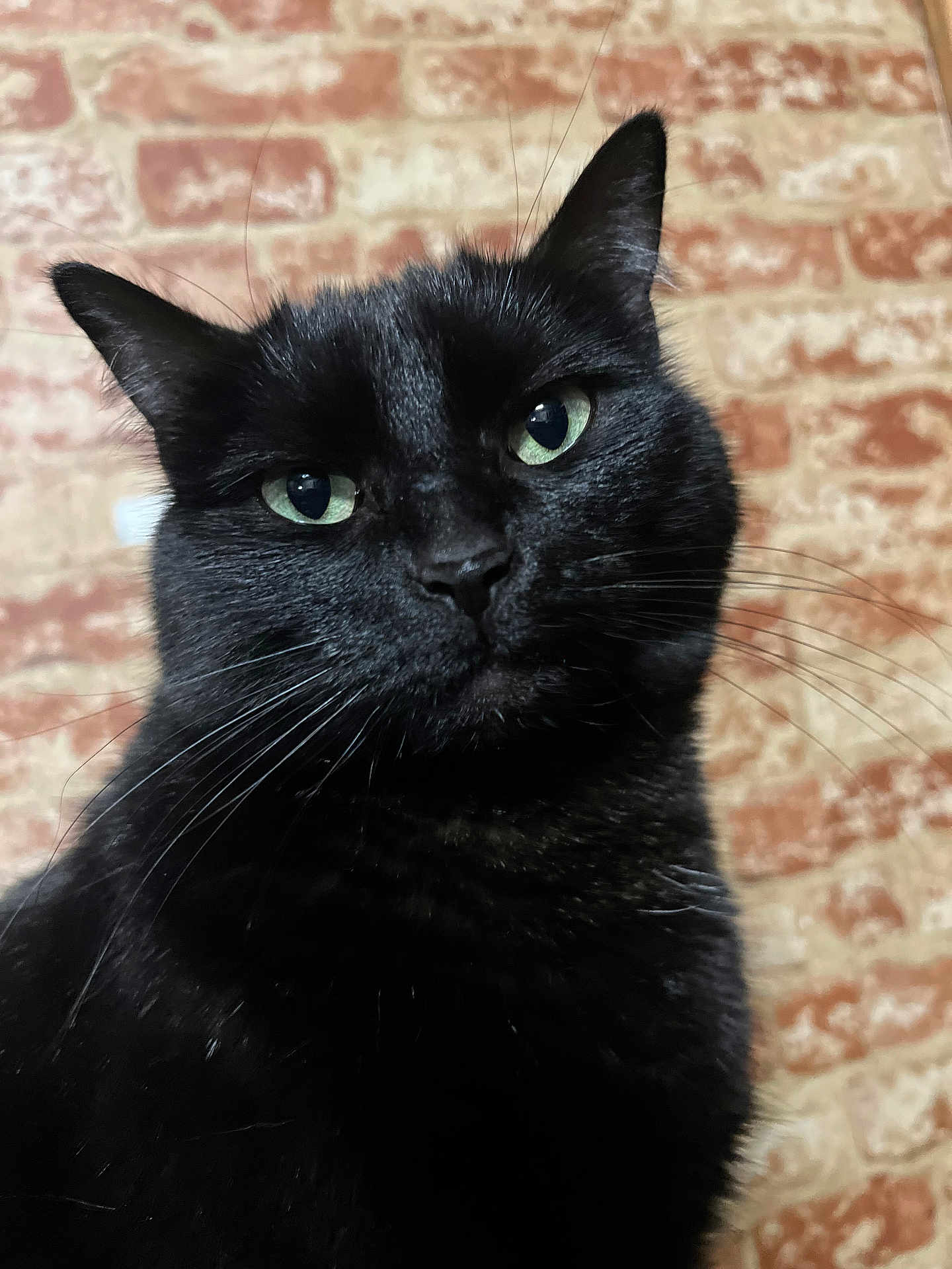 Sagira joined the competition — help win amazing prizes! black_cat, cat, pet, animal, feline, close_up, portrait, green_eyes, whiskers, ears, fur, indoor, brick_wall, texture, looking_at_camera, cute, domestic_cat, mammal, face, head