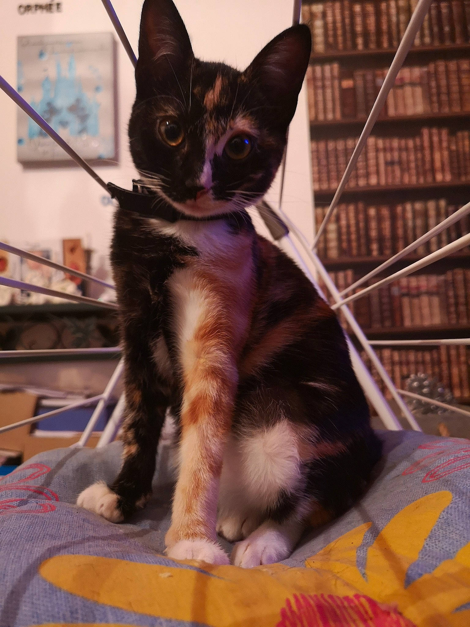 Orphée participe au concours pour gagner de l'argent avec cette photo : asian, carnivore, cat, devon_rex, domestic_short_haired_cat, felidae, german_rex, kitten, mammal, oriental_longhair, small_to_medium_sized_cats, snout, tail, vertebrate, whiskers