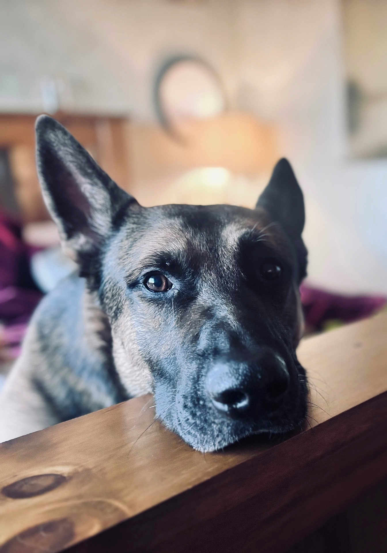 Brinks joined the competition — help win amazing prizes! dog, canine, pet, close_up, indoor, wooden_surface, resting, portrait, animal, ears, face, brown, black, fur, looking, expression, cozy, soft_background, home, calm