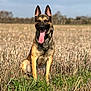 Brinks is registered to the contest to win money with this photo: dog, german_shepherd, animal, outdoor, field, grass, tongue, happy, pet, canine, nature, sunlight, sitting, ears, muzzle, collar, blurred_background, brown, black, fur