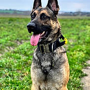 Brinks is registered to the contest to win money with this photo: dog, german_shepherd, animal, pet, outdoor, grass, field, collar, tongue_out, ears_up, canine, mammal, nature, sitting, alert, fur, portrait, daylight, closeup, happy