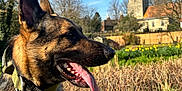 Brinks is registered to the contest to win money with this photo: dog, german_shepherd, tongue_out, collar, outdoor, garden, flowers, yellow_flowers, grass, trees, building, stone_building, fence, sunny, daylight, nature, pet, animal, canine, portrait