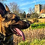 dog, german_shepherd, tongue_out, collar, outdoor, garden, flowers, yellow_flowers, grass, trees, building, stone_building, fence, sunny, daylight, nature, pet, animal, canine, portrait