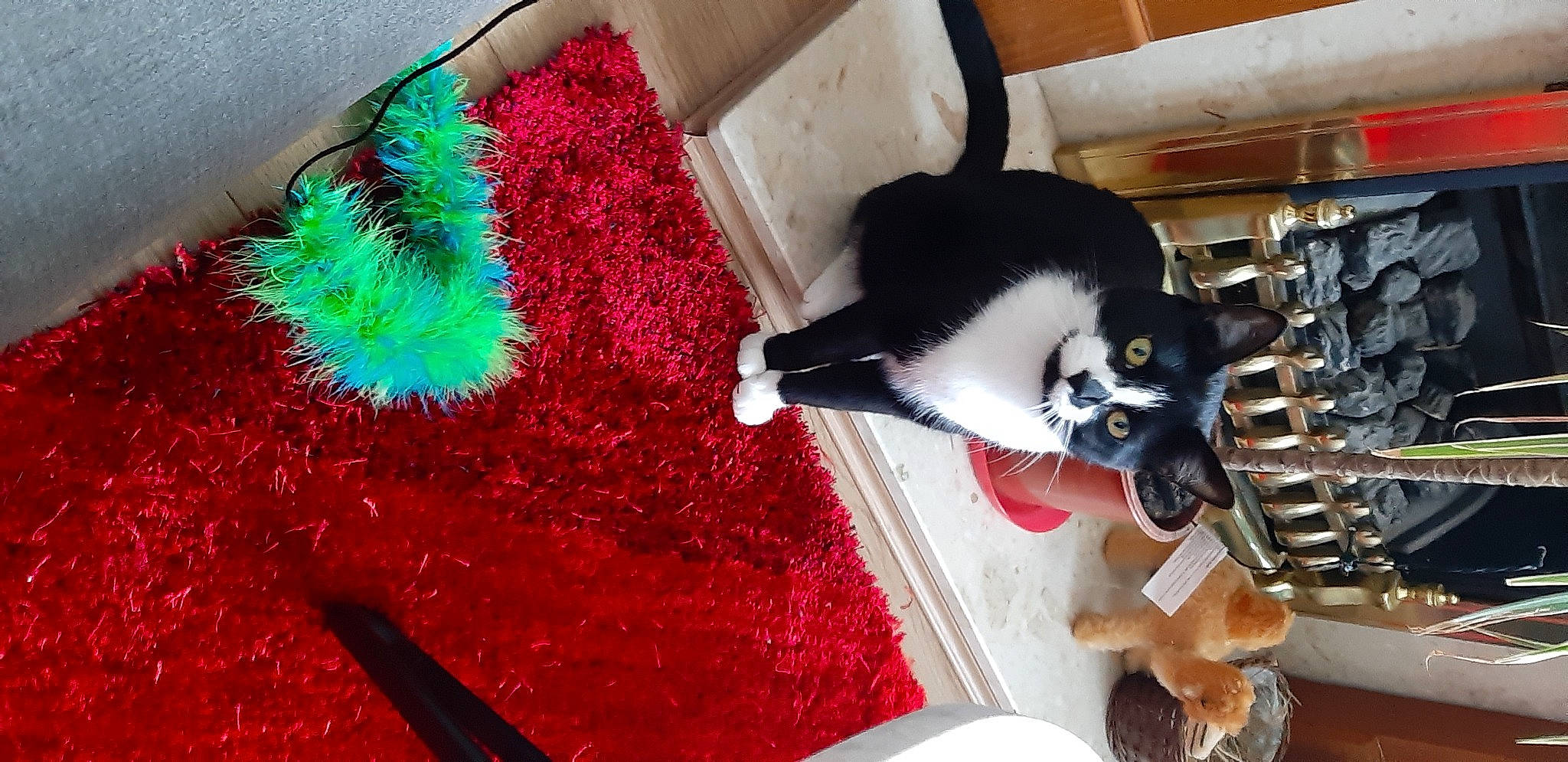 Massimo joined the competition — help win amazing prizes! carmine, carnivore, companion_dog, dog_breed, electric_blue, event, feather, felidae, flooring, fur, magenta, natural_material, pet_supply, shelf, small_to_medium_sized_cats, stuffed_toy, tail, textile, toy, whiskers