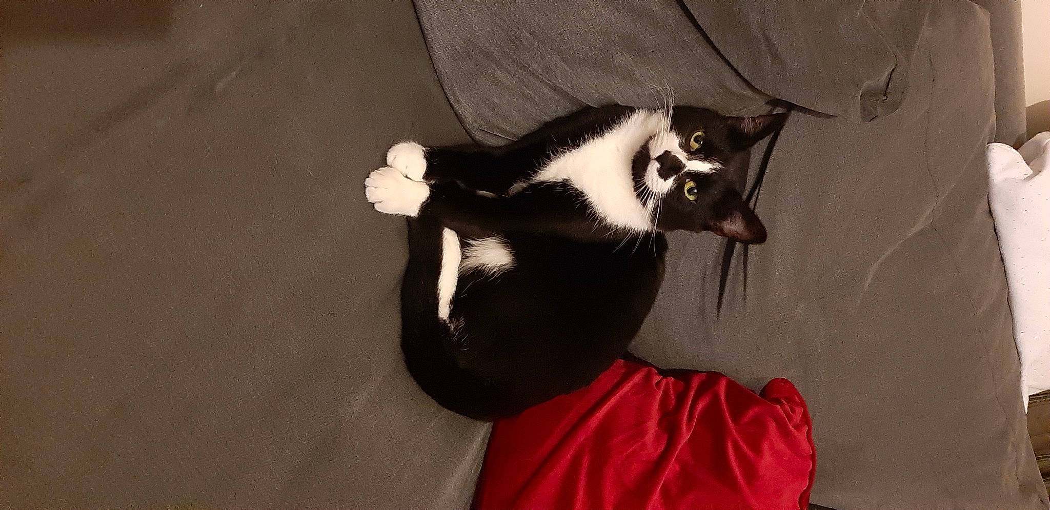 Massimo joined the competition — help win amazing prizes! bat, canidae, carmine, carnivore, claw, darkness, dog_breed, eye, eyewear, fashion_accessory, felidae, fur, jaw, plant, shadow, sleeve, small_to_medium_sized_cats, snout, tail, whiskers