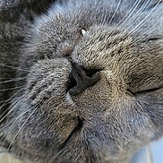 David joined the competition — help win amazing prizes! cat, gray_cat, sleeping, close_up, whiskers, fur, nose, pet, animal, cozy, resting, cute, domestic_cat, soft, relaxed, face, muzzle, indoor, nap, feline