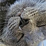 cat, gray_cat, sleeping, close_up, whiskers, fur, nose, pet, animal, cozy, resting, cute, domestic_cat, soft, relaxed, face, muzzle, indoor, nap, feline