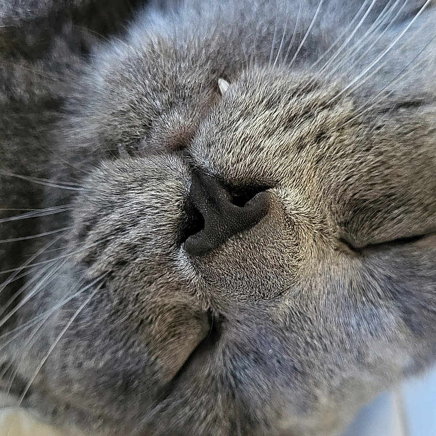 David joined the competition — help win amazing prizes! animal, cat, close_up, cozy, cute, domestic_cat, face, feline, fur, gray_cat, indoor, muzzle, nap, nose, pet, relaxed, resting, sleeping, soft, whiskers