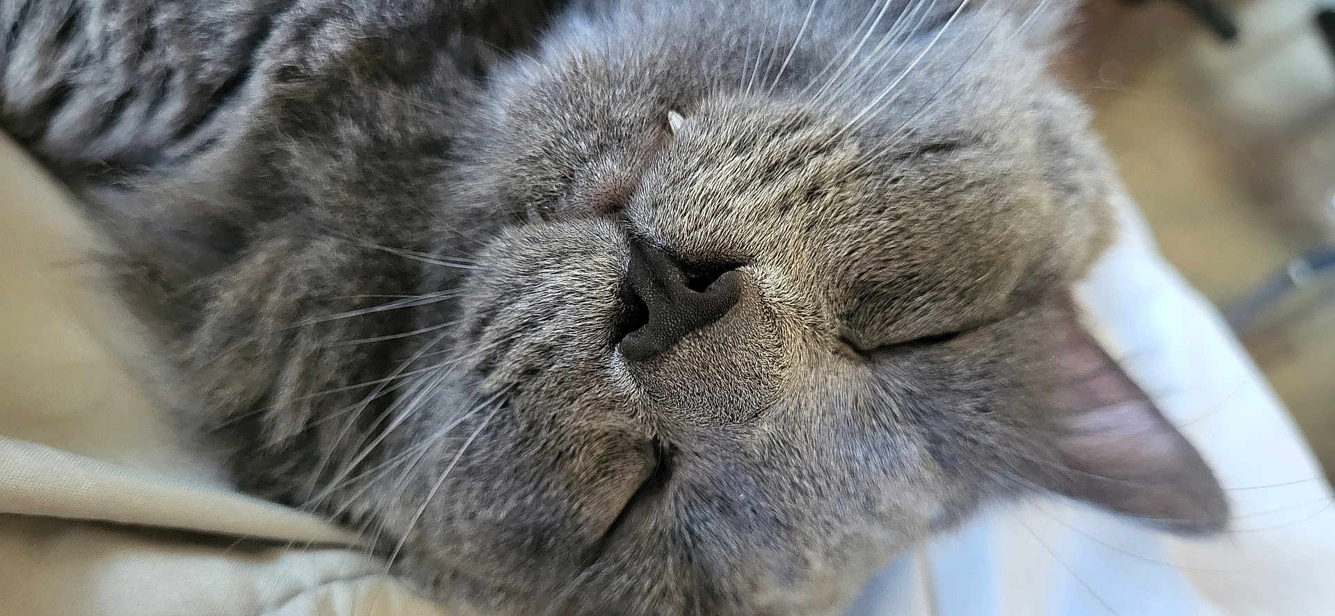 David joined the competition — help win amazing prizes! cat, gray_cat, sleeping, close_up, whiskers, fur, nose, pet, animal, cozy, resting, cute, domestic_cat, soft, relaxed, face, muzzle, indoor, nap, feline