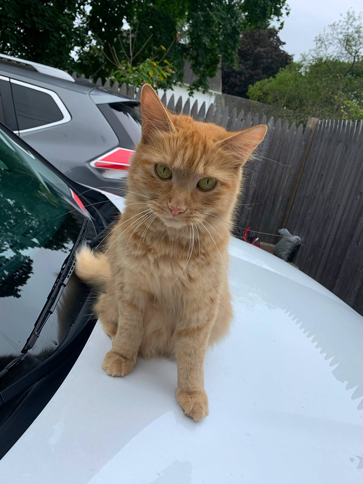 Willow Bean joined the competition — help win amazing prizes! automotive_lighting, car, carnivore, cat, fawn, felidae, fur, grass, hood, motor_vehicle, plant, small_to_medium_sized_cats, snout, tail, tree, vehicle, whiskers, window, windshield, wood