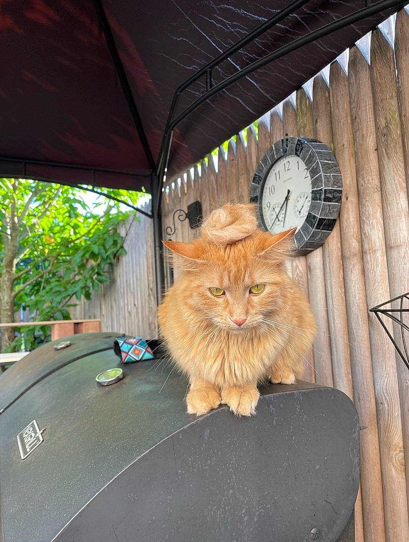 Willow Bean is registered to the contest to win money with this photo: automotive_exterior, carnivore, cat, clock, fawn, felidae, fur, hood, light, motor_vehicle, plant, small_to_medium_sized_cats, snout, tire, tree, vehicle, whiskers, window, windshield, wood