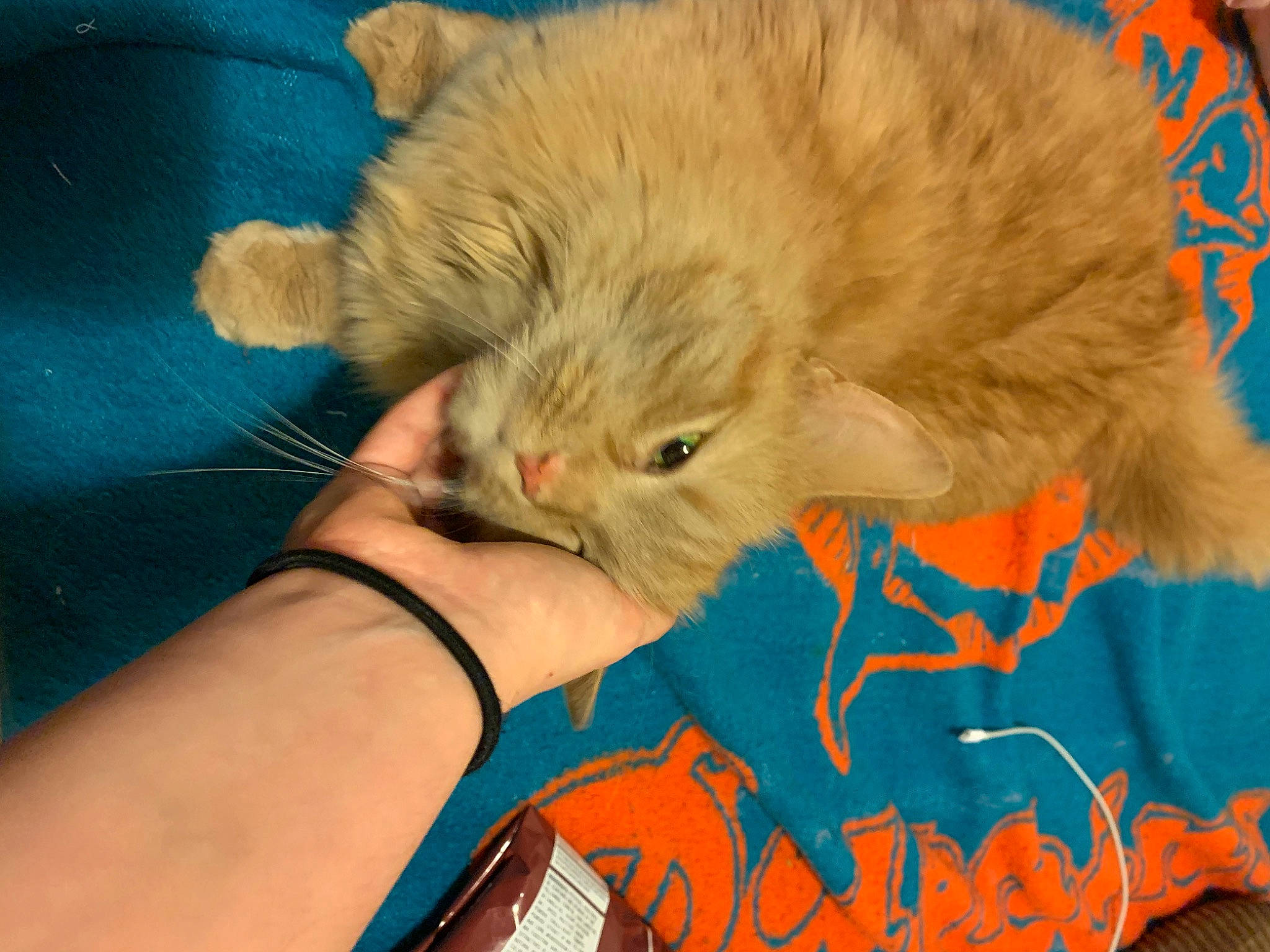 Willow Bean joined the competition — help win amazing prizes! british_longhair, carnivore, cat, claw, comfort, fawn, felidae, fur, gesture, mammal, nail, orange, paw, room, small_to_medium_sized_cats, snout, tail, terrestrial_animal, vertebrate, whiskers
