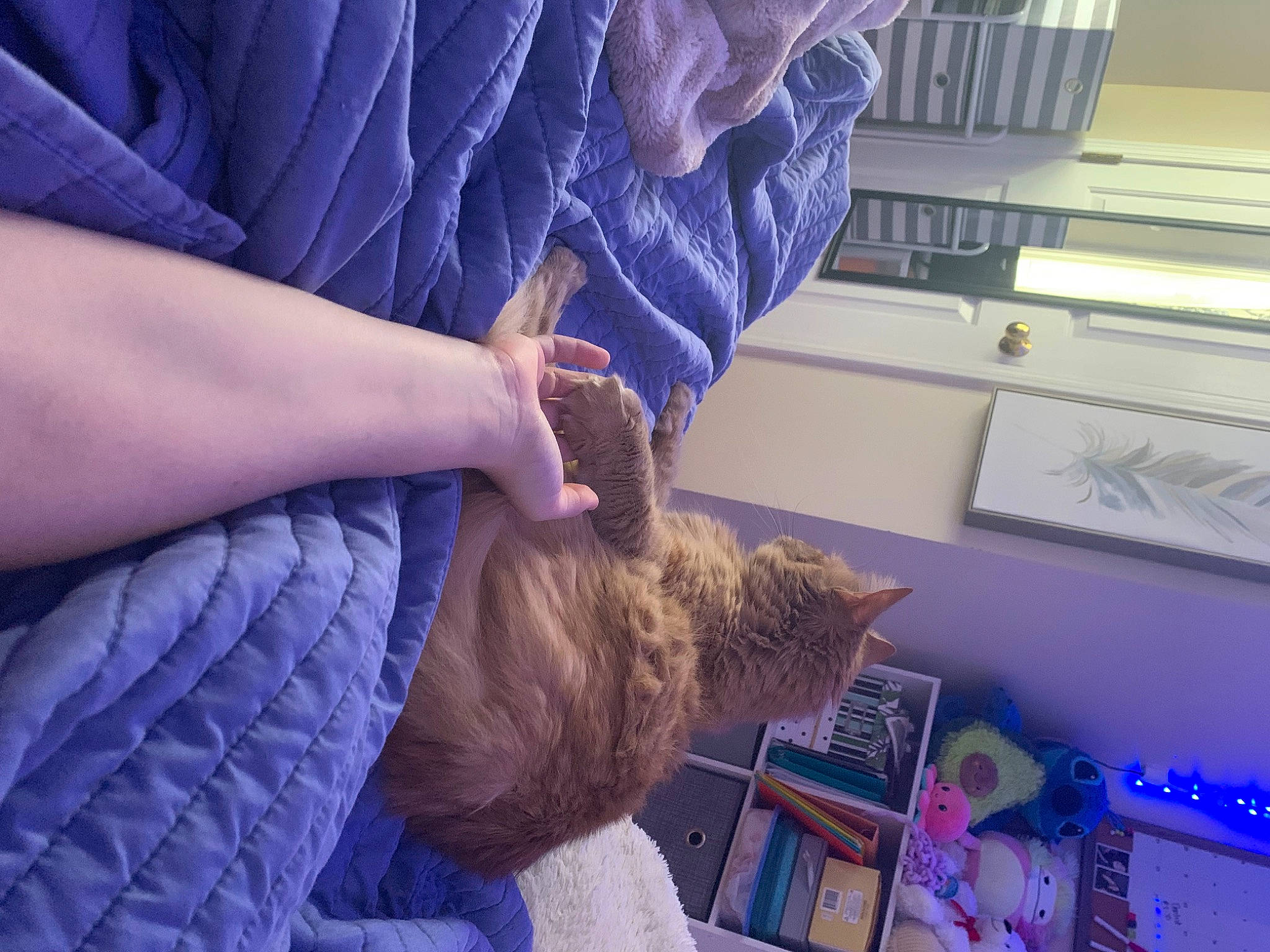 Willow Bean joined the competition — help win amazing prizes! blue, cat, denim, elbow, electric_blue, felidae, finger, fur, gesture, human_leg, kitchen_appliance, magenta, nail, purple, room, shelf, shoulder, small_to_medium_sized_cats, whiskers, wrist