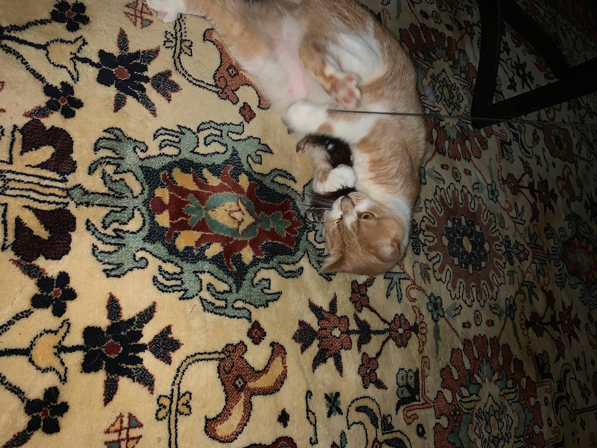 Abu joined the competition — help win amazing prizes! art, beard, brown, ceiling, circle, dishware, felidae, floor, flooring, motif, painting, pattern, porcelain, room, small_to_medium_sized_cats, tail, textile, visual_arts, whiskers, wood