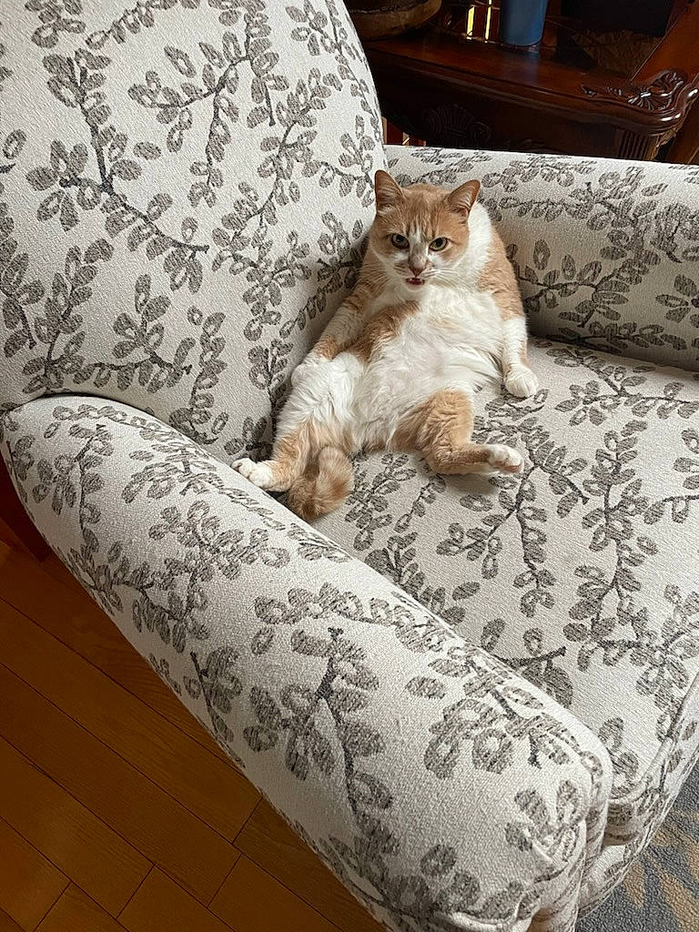 Abu is registered to the contest to win money with this photo: carnivore, cat, comfort, couch, fawn, felidae, floor, flooring, furniture, grey, interior_design, linens, living_room, mammal, small_to_medium_sized_cats, table, textile, whiskers, window, wood