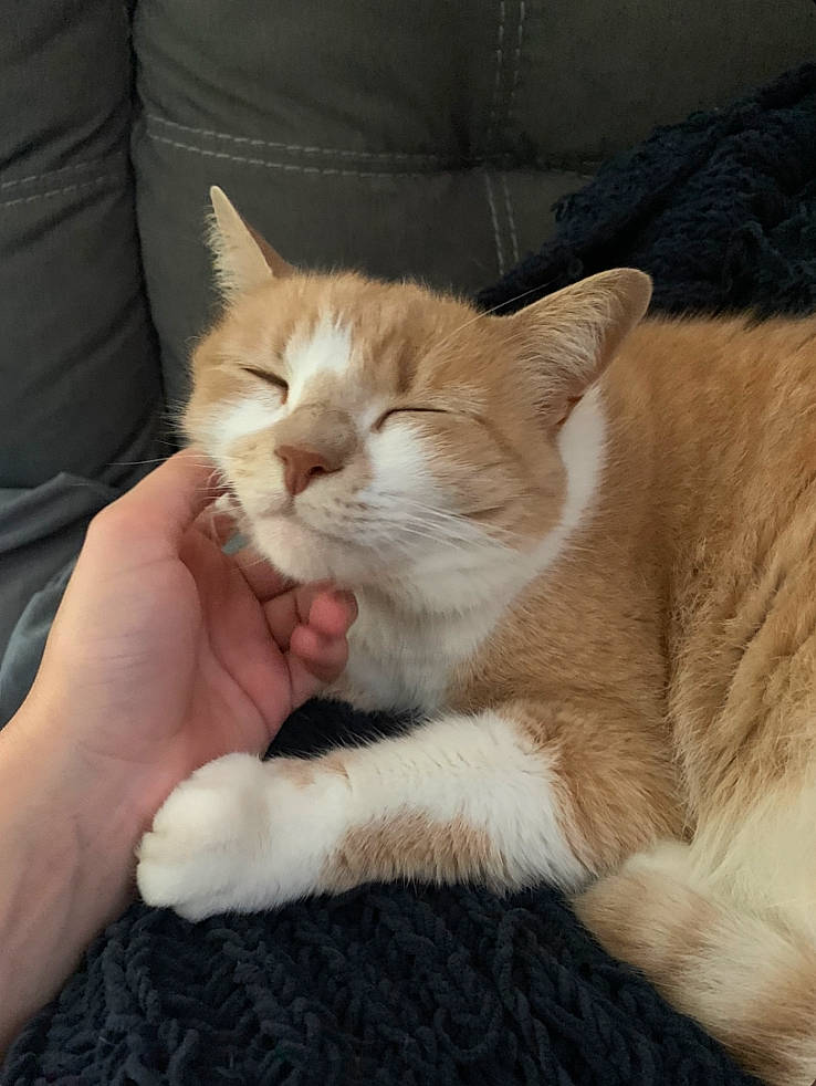 Abu is registered to the contest to win money with this photo: carnivore, cat, claw, collar, comfort, domestic_short_haired_cat, ear, fawn, felidae, fur, gesture, nail, nap, paw, sitting, small_to_medium_sized_cats, snout, tail, whiskers