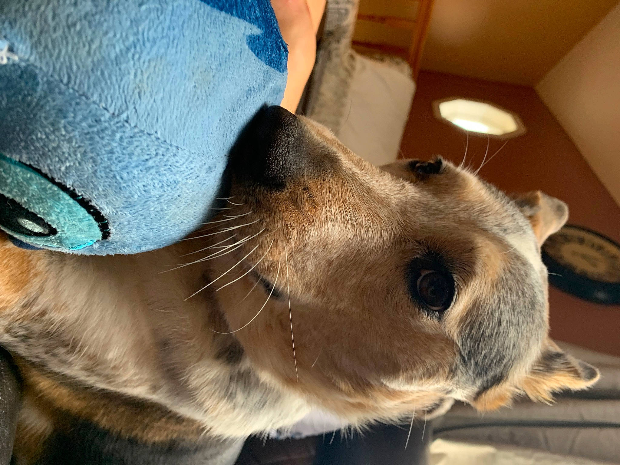 Harley Quinn is registered to the contest to win money with this photo: canidae, carnivore, collar, companion_dog, dog, dog_breed, dog_collar, ear, electric_blue, eyewear, fashion_accessory, fawn, fur, hat, jaw, pet_supply, snout, sporting_group, whiskers, working_animal