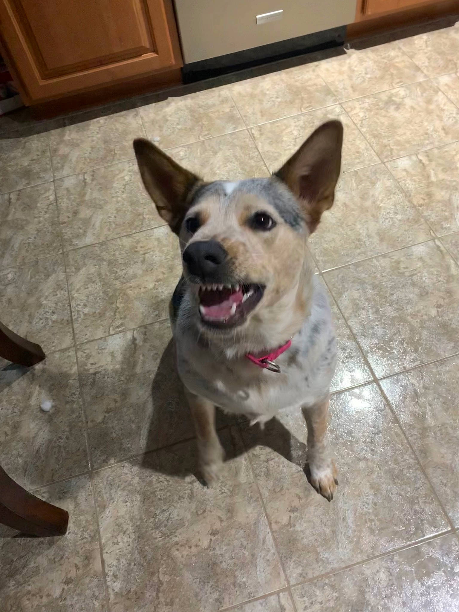 Harley Quinn joined the competition — help win amazing prizes! cabinetry, carnivore, collar, companion_dog, dog, dog_breed, dog_collar, dog_supply, fawn, floor, flooring, hardwood, paw, picture_frame, snout, sporting_group, tail, whiskers, wood, working_animal