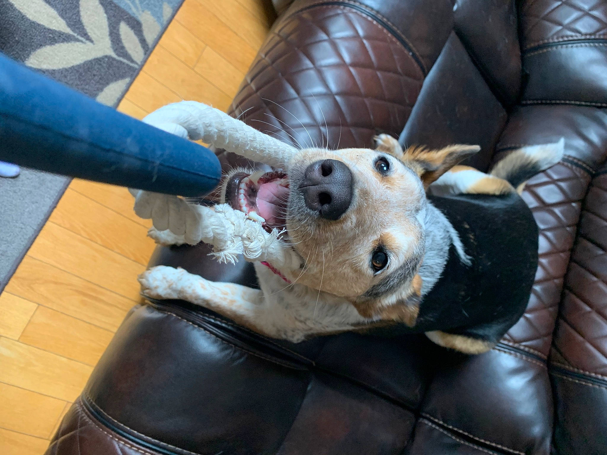 Harley Quinn is registered to the contest to win money with this photo: armrest, car_seat, car_seat_cover, carnivore, chair, collar, comfort, companion_dog, couch, dog, dog_breed, fawn, foot, fur, human_leg, snout, sporting_group, studio_couch, thigh, working_animal