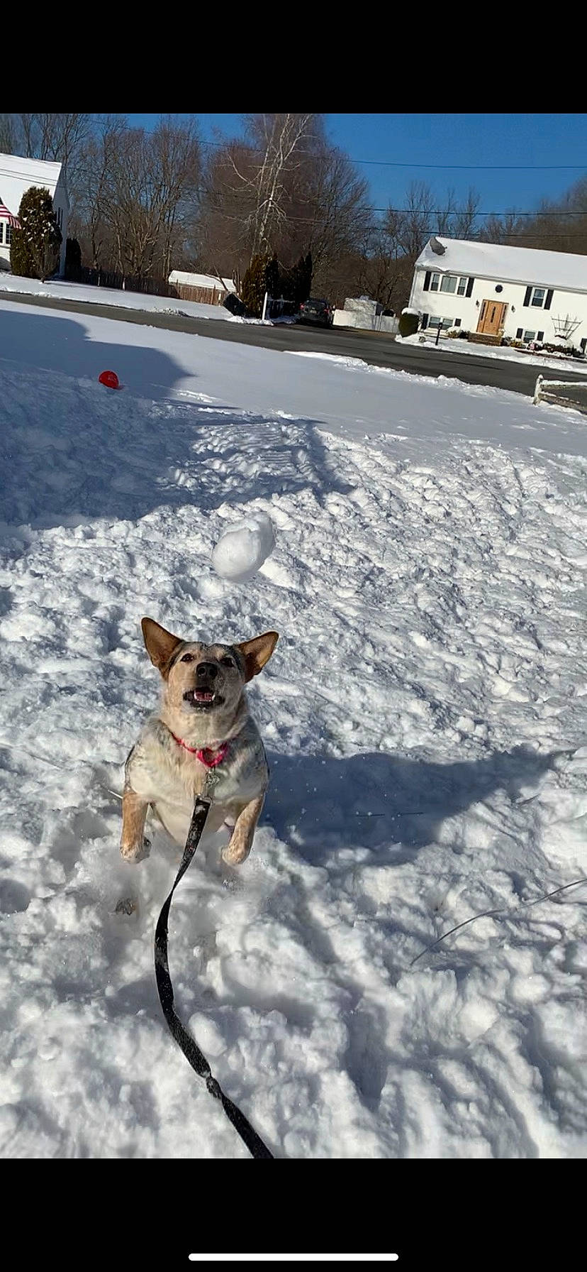 Harley Quinn joined the competition — help win amazing prizes! canidae, carnivore, collar, companion_dog, dog, dog_breed, fawn, freezing, leash, plant, recreation, sky, slope, snout, snow, sporting_group, tail, tree, window, winter