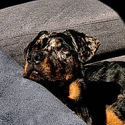 Aïko a rejoint le concours — aidez-le/la à gagner de superbes lots ! dog, couch, sunlight, shadow, indoor, pet, resting, cozy, black, brown, fur, animal, relaxing, portrait, home, comfort, closeup, spotlight, texture, quiet