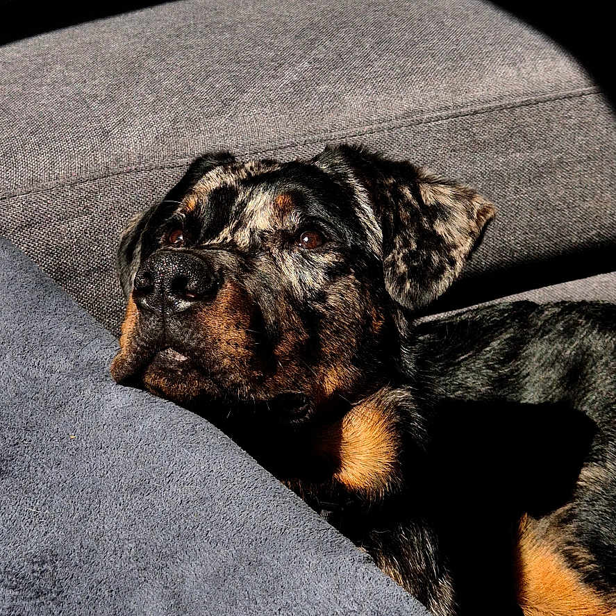 Aïko a rejoint le concours — aidez-le/la à gagner de superbes lots ! dog, couch, sunlight, shadow, indoor, pet, resting, cozy, black, brown, fur, animal, relaxing, portrait, home, comfort, closeup, spotlight, texture, quiet