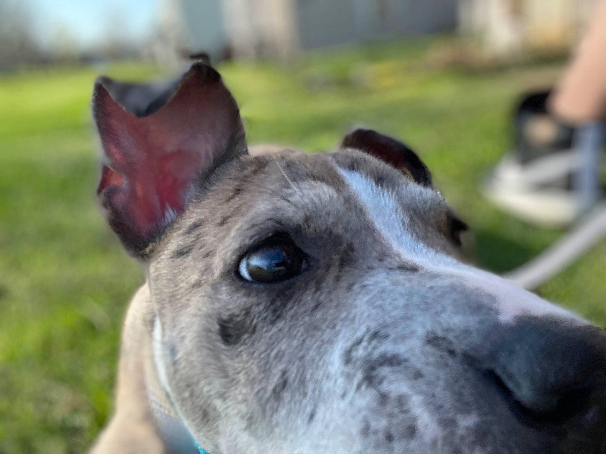 Hazel is registered to the contest to win money with this photo: canidae, carnivore, collar, companion_dog, dog, dog_breed, dog_collar, ear, fawn, grass, non_sporting_group, rampur_greyhound, sighthound, snout, sporting_group, terrestrial_animal, whiskers, working_animal