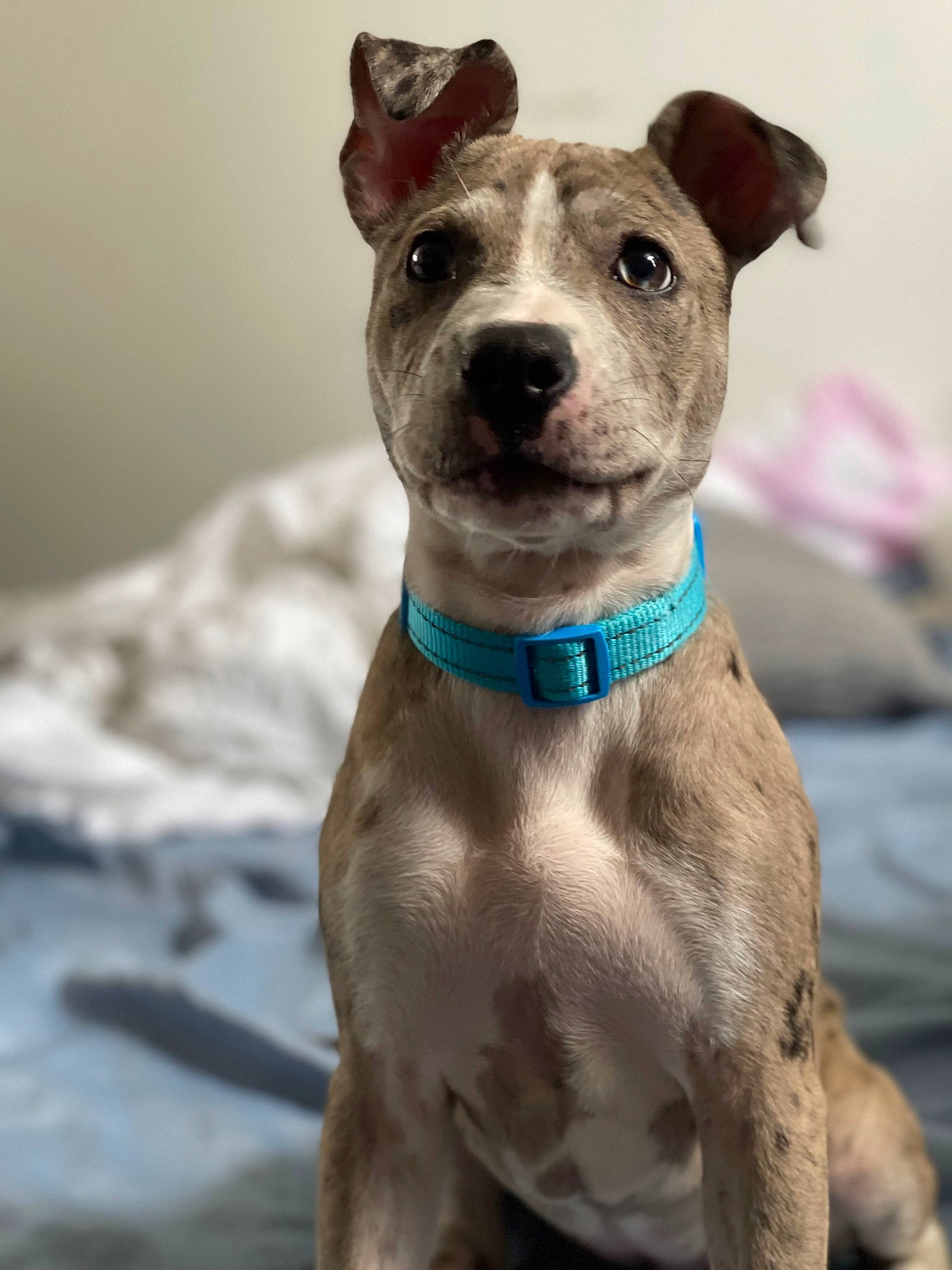 Hazel is registered to the contest to win money with this photo: canidae, carnivore, collar, companion_dog, dog, dog_breed, dog_collar, dog_supply, fawn, liver, non_sporting_group, pet_supply, snout, sporting_group, whiskers, working_animal, working_dog