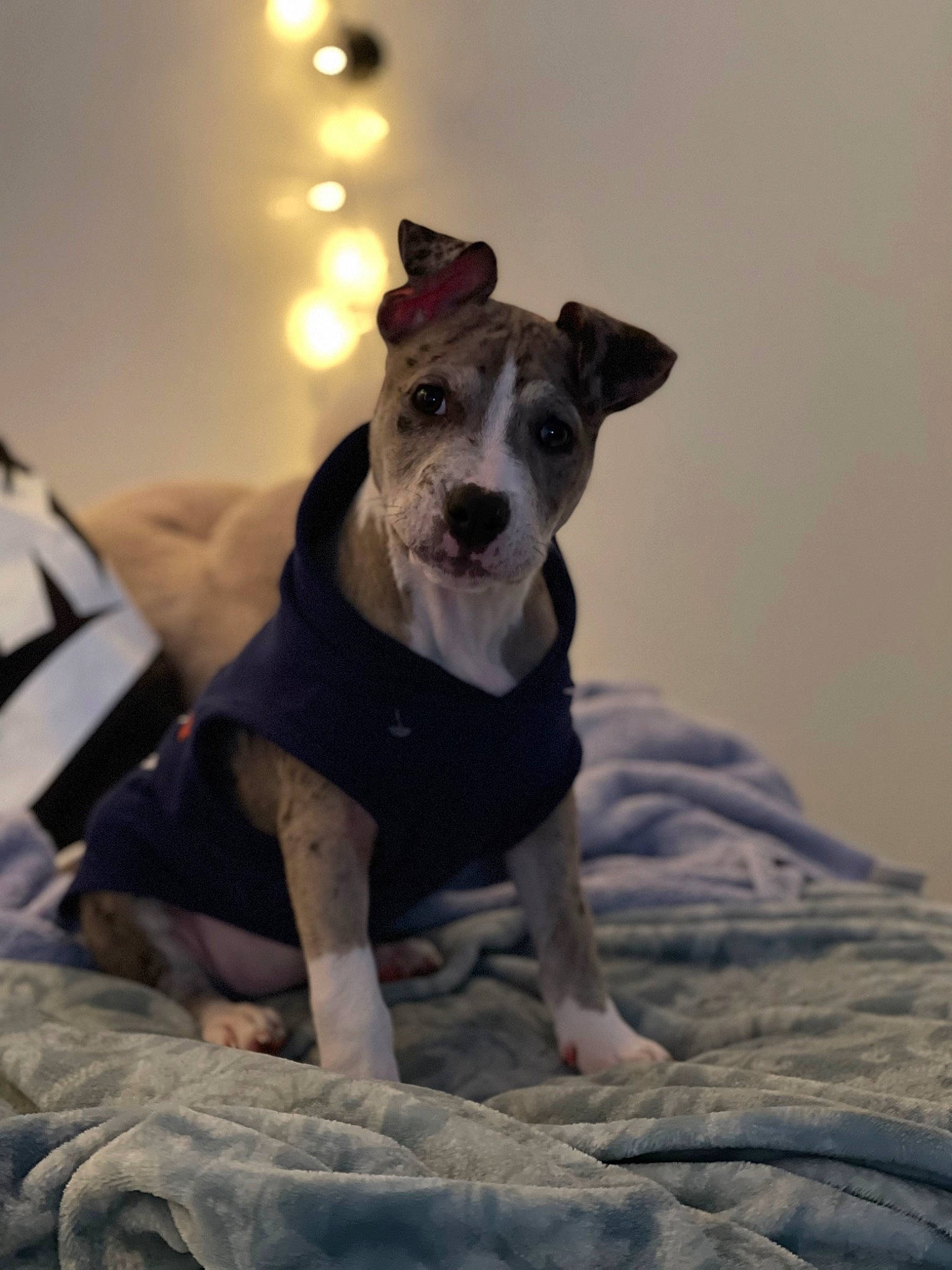 Hazel-grace joined the competition — help win amazing prizes! adventure, canidae, carnivore, collar, companion_dog, dog, dog_breed, dog_clothes, dog_collar, dog_supply, fawn, grey, guard_dog, linens, non_sporting_group, sporting_group, terrier, toy_dog, whiskers, working_animal