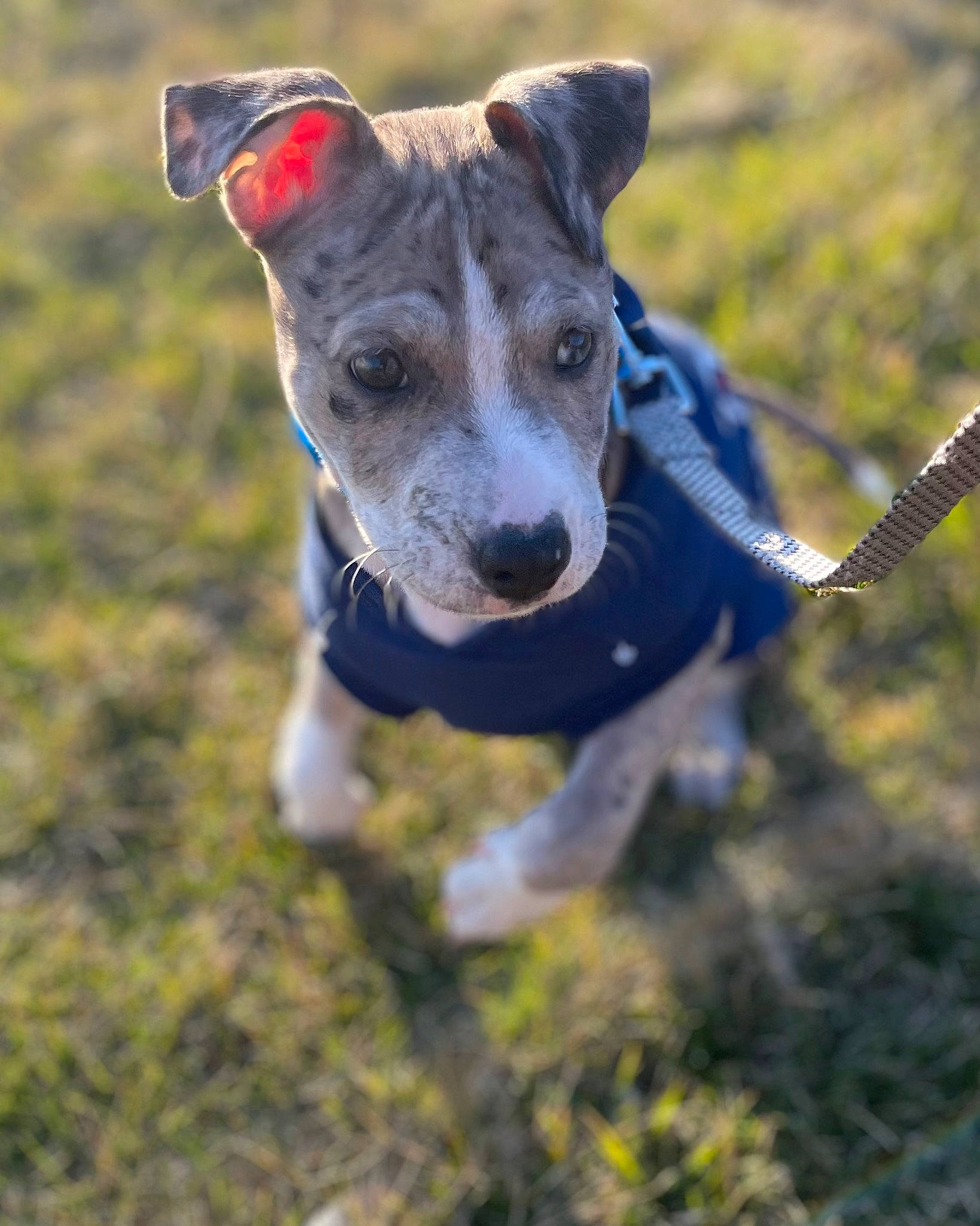 Hazel-grace is registered to the contest to win money with this photo: adventure, canidae, carnivore, collar, companion_dog, dog, dog_breed, dog_clothes, dog_collar, electric_blue, fawn, grass, leash, plant, recreation, snout, soil, sporting_group, working_animal, working_dog