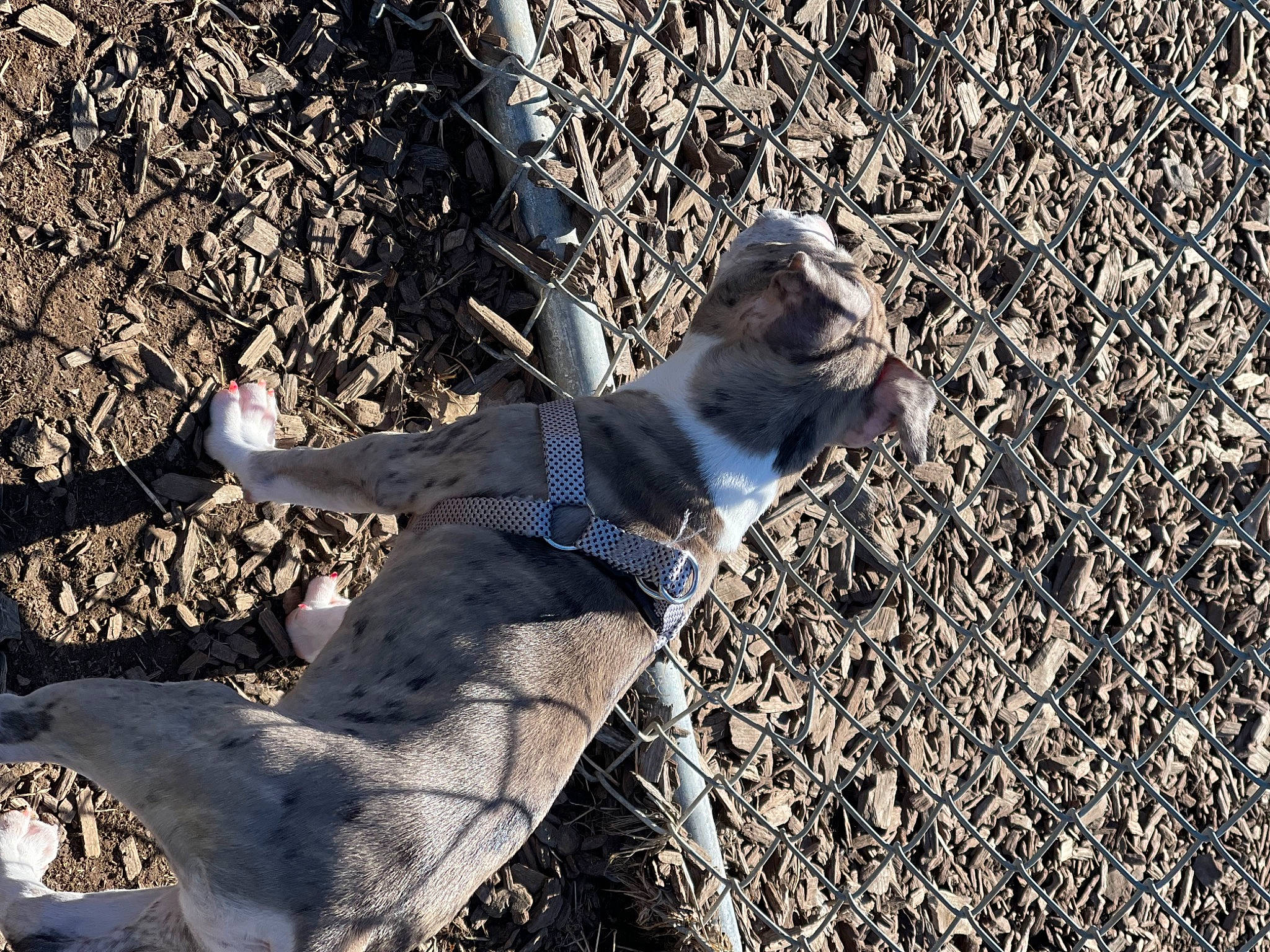 Hazel-grace is registered to the contest to win money with this photo: asphalt, carnivore, companion_dog, dog, dog_breed, fur, grass, human_leg, landscape, paw, people_in_nature, road_surface, shadow, soil, tail, terrestrial_animal, trunk, wood