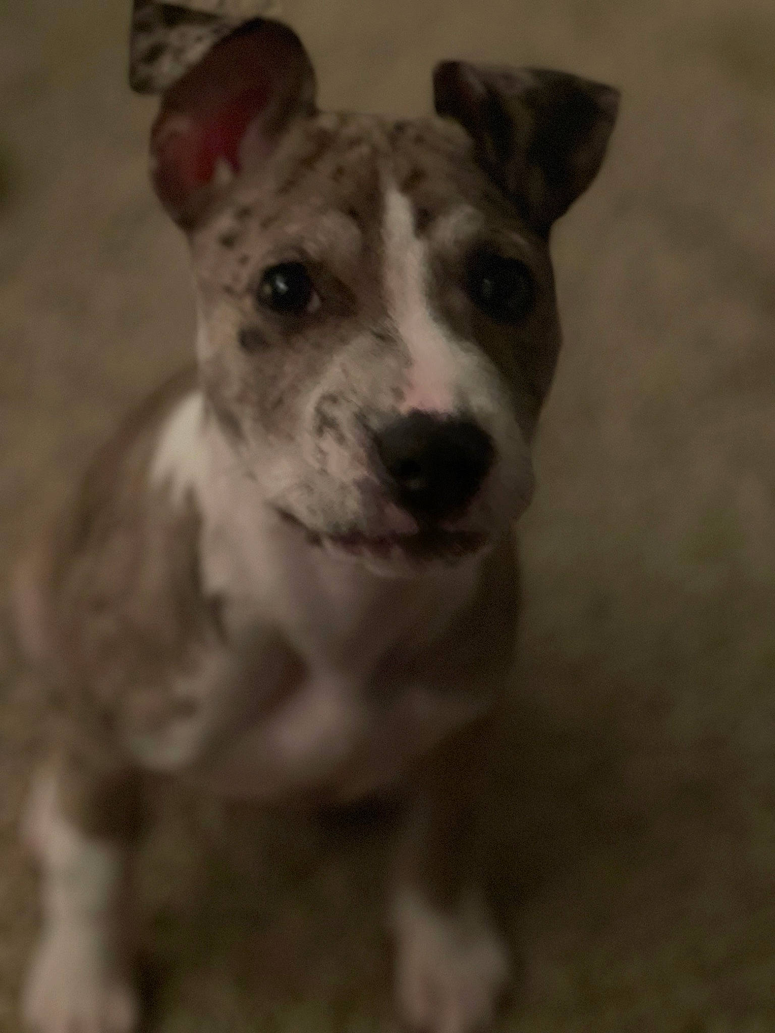 Hazel-grace is registered to the contest to win money with this photo: ancient_dog_breeds, canidae, carnivore, collar, companion_dog, dog, dog_breed, dog_collar, fawn, monochrome, monochrome_photography, non_sporting_group, puppy, sporting_group, street_dog, terrestrial_animal, terrier, toy_dog, whiskers, working_animal