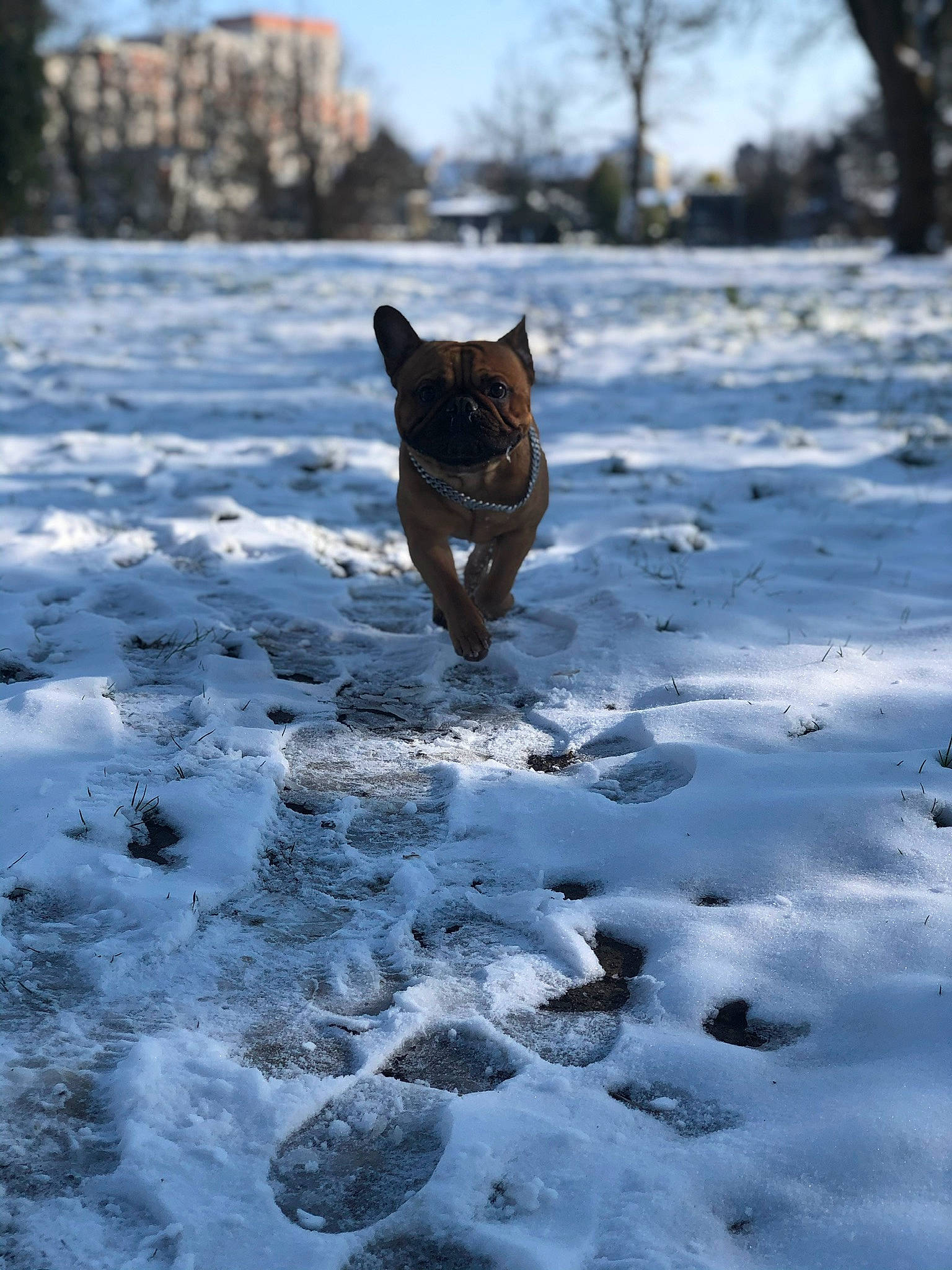 Pluto participe au concours pour gagner de l'argent avec cette photo : branch, carnivore, cat, dog_breed, electric_blue, felidae, freezing, frost, grass, natural_landscape, sky, small_to_medium_sized_cats, snout, snow, tail, tree, trunk, whiskers, winter, wood