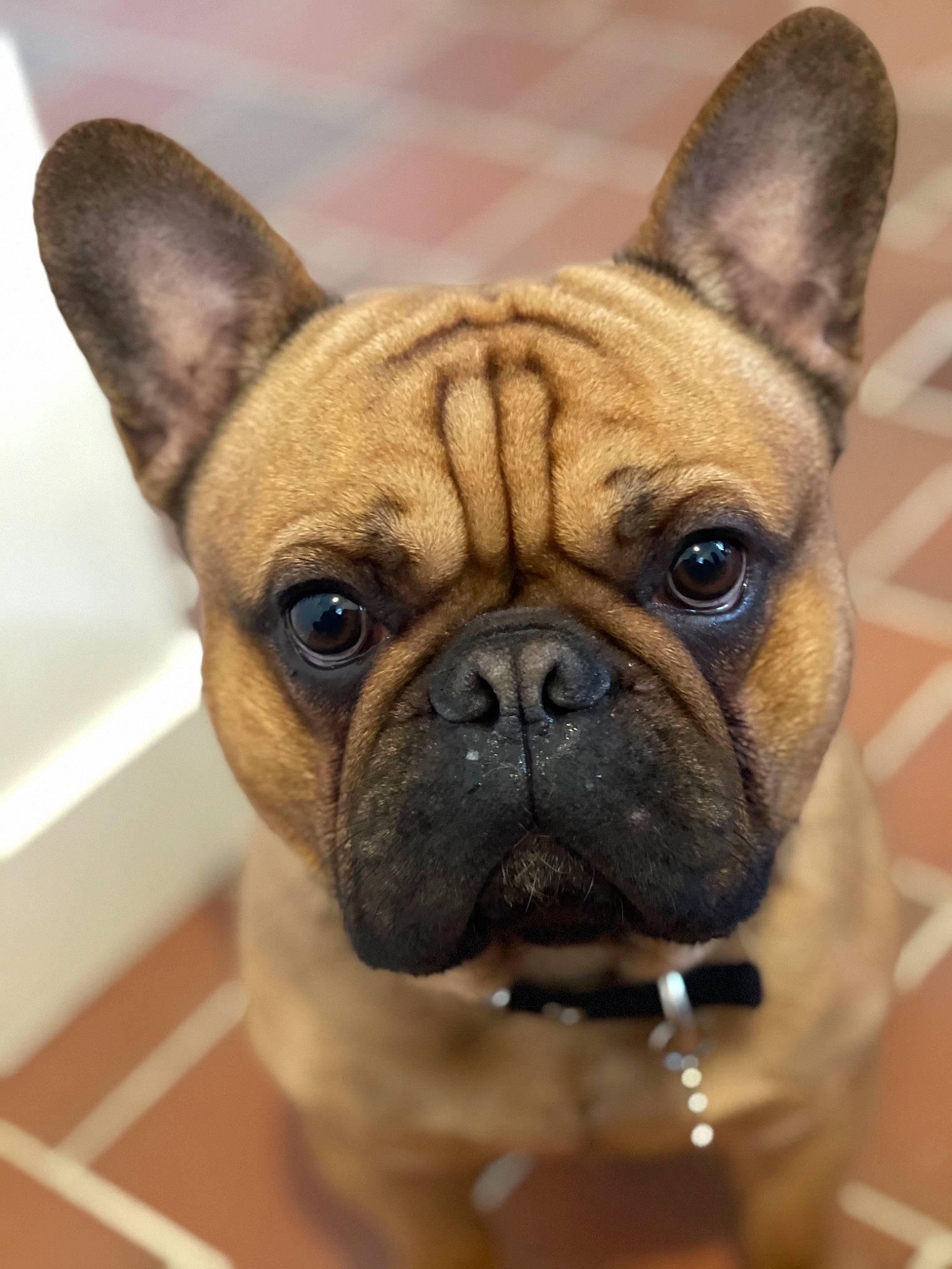 Pluto participe au concours pour gagner de l'argent avec cette photo : bulldog, canidae, carnivore, companion_dog, dog, dog_breed, dog_collar, ear, fawn, french_bulldog, nose, pug, puppy, snout, sporting_group, terrestrial_animal, toy_dog, whiskers, working_animal, wrinkle