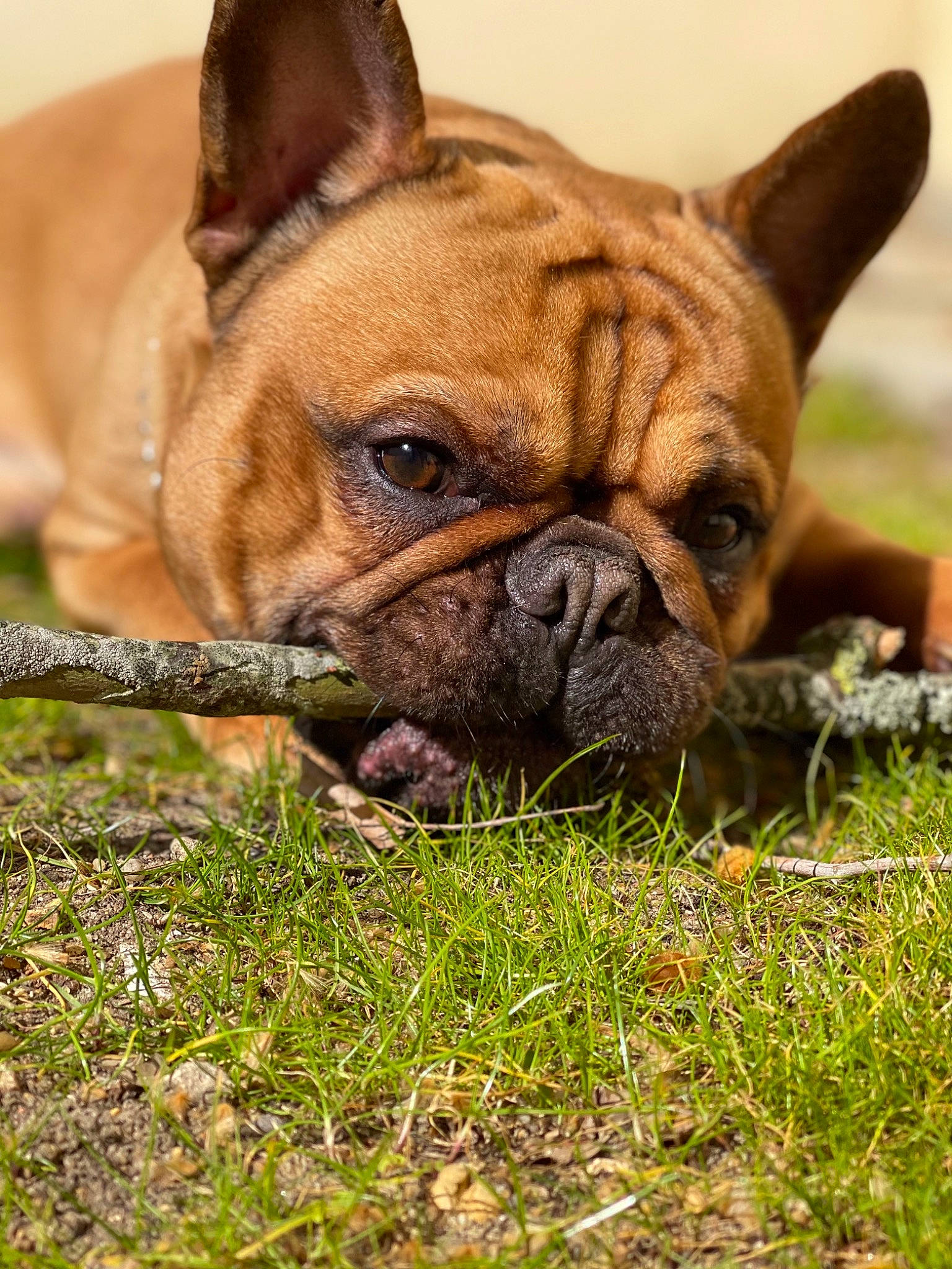 Pluto a rejoint le concours — aidez-le/la à gagner de superbes lots ! ancient_dog_breeds, bulldog, canidae, carnivore, companion_dog, dog, dog_breed, ear, fawn, french_bulldog, grass, non_sporting_group, plant, snout, sporting_group, terrestrial_animal, toy_dog, whiskers, working_animal, wrinkle