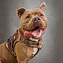 dog, animal, pet, portrait, happy, tongue_out, brown_fur, harness, muscular, sitting, rock, studio, smiling, canine, ears_up, closeup, friendly, domestic_animal, cute, background