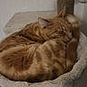 cat, orange_tabby, sleeping, curled_up, cat_bed, plush, cozy, pet, indoor, feline, tail, fur, resting, cute, animal, relaxed, domestic_cat, whiskers, ears, soft