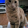 cat, orange_tabby, pet, animal, indoor, book, colorful, owl_illustration, table, television, sitting, curious, feline, domestic_cat, whiskers, ears, floor, shelf, household_items, closeup